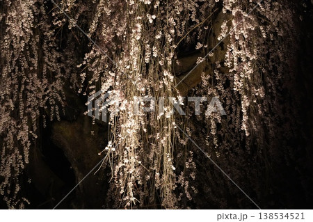 山梨県 慈雲寺の夜桜 山梨県 慈雲寺の夜桜 138534521