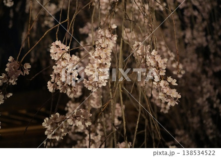 山梨県 慈雲寺の夜桜 山梨県 慈雲寺の夜桜 138534522