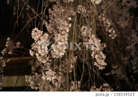 山梨県 慈雲寺の夜桜 山梨県 慈雲寺の夜桜 138534523