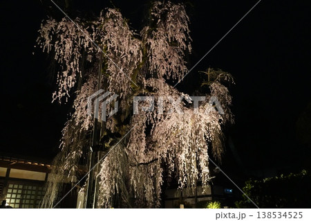 山梨県 慈雲寺の夜桜 山梨県 慈雲寺の夜桜 138534525