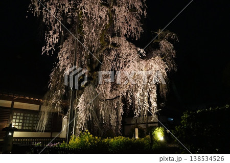 山梨県　慈雲寺の夜桜 138534526