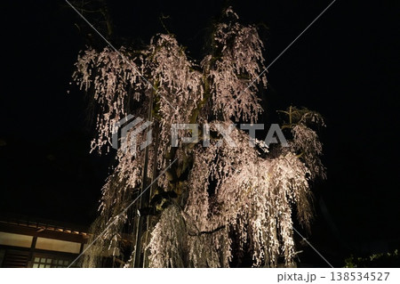 山梨県 慈雲寺の夜桜 山梨県 慈雲寺の夜桜 138534527