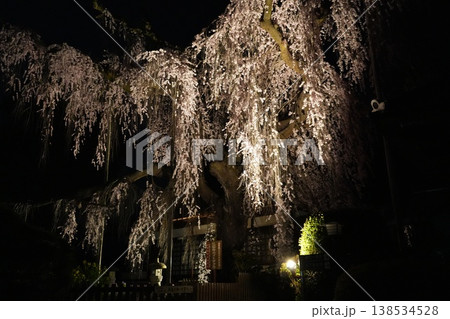 山梨県　慈雲寺の夜桜 138534528
