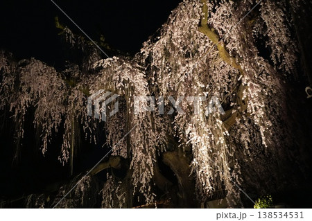 山梨県 慈雲寺の夜桜 山梨県 慈雲寺の夜桜 138534531
