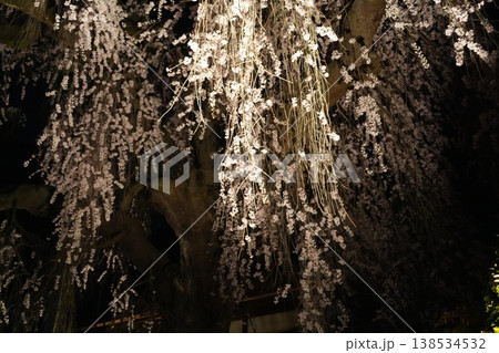 山梨県　慈雲寺の夜桜 138534532