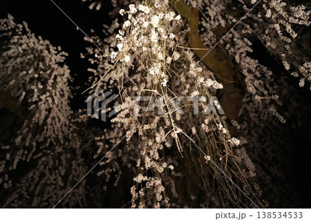山梨県 慈雲寺の夜桜 山梨県 慈雲寺の夜桜 138534533