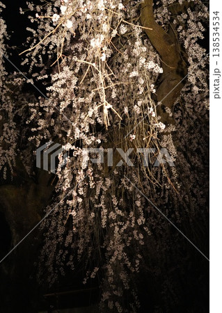 山梨県 慈雲寺の夜桜 山梨県 慈雲寺の夜桜 138534534
