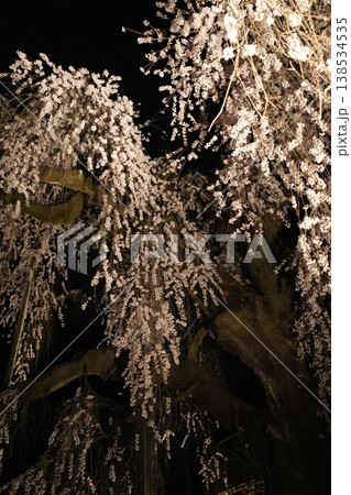 山梨県 慈雲寺の夜桜 山梨県 慈雲寺の夜桜 138534535