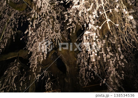 山梨県 慈雲寺の夜桜 山梨県 慈雲寺の夜桜 138534536