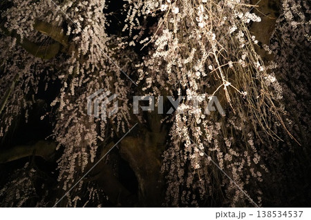 山梨県　慈雲寺の夜桜 138534537