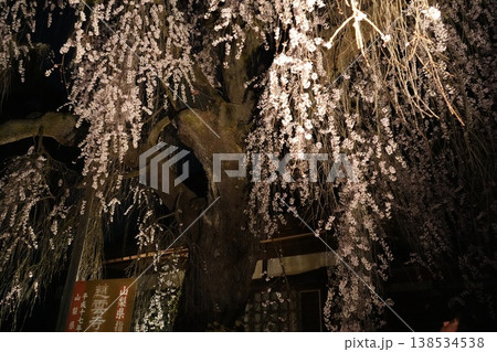 山梨県　慈雲寺の夜桜 138534538