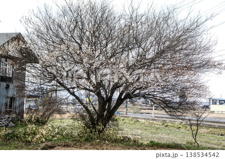 北国岩手県滝沢市の農道の脇に咲いた廃屋と梅の花 138534542