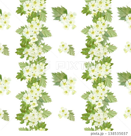A seamless pattern of white barberry flowers and leaves with stripes. Hand-drawn watercolor illustration on an isolated background. Botanical spring clip art for textiles, wrapping paper, and design. A seamless pattern of white barberry flowers and leaves with stripes. Hand-drawn watercolor illustration on an isolated background. Botanical spring clip art for textiles, wrapping paper, and design. 138535037