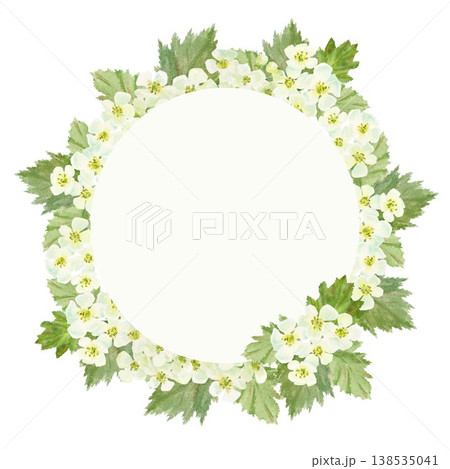 A round frame with white hawthorn flowers and leaves, hand-drawn watercolor illustration on an isolated background. Simple spring clip art with space for text, decoration, and design. 138535041