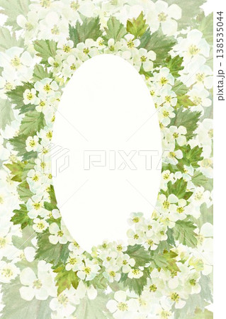hawthorn, frame, oval, bee, branch, green, white, leaf, illustration, hand-drawn, watercolor, isolated, background, bloom, simple, botanical, harvest, spring, garden, alternative medicine, flower, blo 138535044