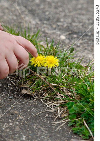 Child's hand touching bright yellow dandelion flowers growing in pavement crack. Child's hand touching bright yellow dandelion flowers growing in pavement crack. 138535243