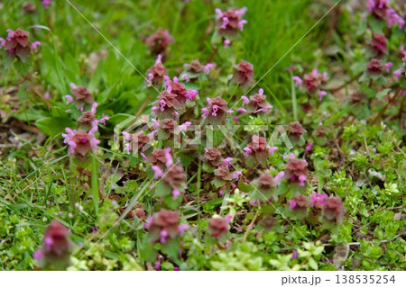 Close-up of purple dead-nettle flowers blooming on a green spring meadow. 138535254