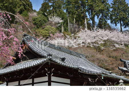 善峯寺　釈迦堂とサクラ(京都市西京区) 138535662