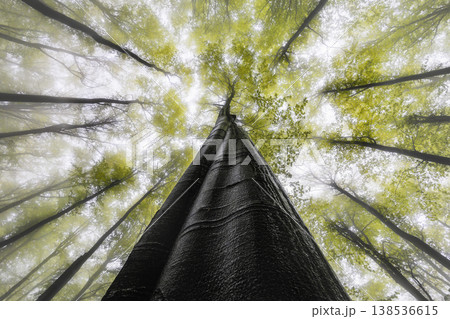 Looking up at tall tree in misty autumn forest with golden canopy 138536615