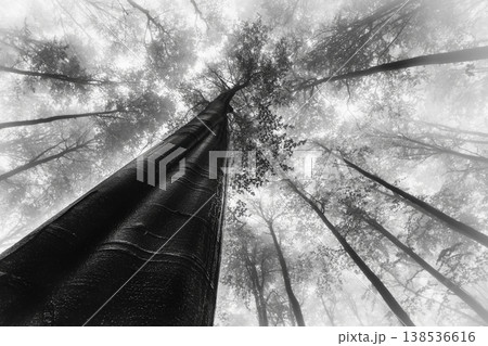 Looking up at misty forest in black and white with tall tree 138536616