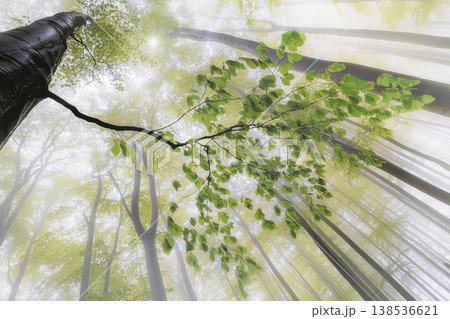 Looking up at misty forest with green leaves branch and sun rays 138536621