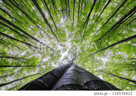 Looking up at fresh green forest canopy with tall trees in spring Looking up at fresh green forest canopy with tall trees in spring 138536622