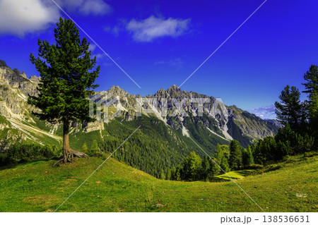 Lonely tree on alpine meadow with panoramic mountain view Lonely tree on alpine meadow with panoramic mountain view 138536631