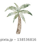 Coconut Tree. Safari palm illustration. Savanna wildlife landscape elements for nursery, jungle wallpaper, textile print and Africa themed design projects. Transparent background. 138536816