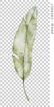 Single lush green banana leaf. Hand painted watercolor botanical illustration. Tropical leaves for fabric, cards, invitations, weddings and Safari birthday. Transparent background 138536817