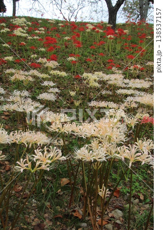 秋の花 彼岸花 130 秋の花 彼岸花 130 138537157