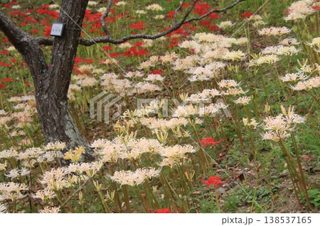 秋の花 彼岸花 138 秋の花 彼岸花 138 138537165