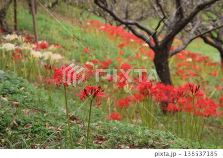 秋の花 彼岸花 157 秋の花 彼岸花 157 138537185
