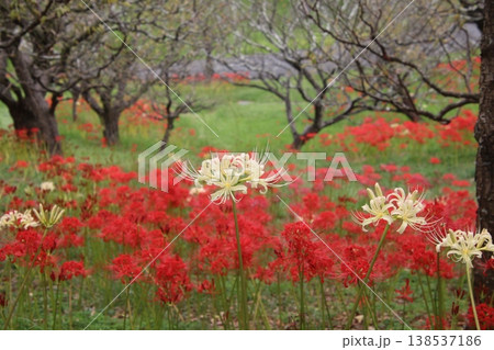 秋の花 彼岸花 158 秋の花 彼岸花 158 138537186