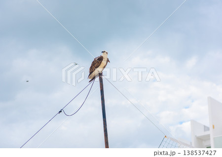 Osprey bird perched on rusted pole Osprey bird perched on rusted pole 138537427