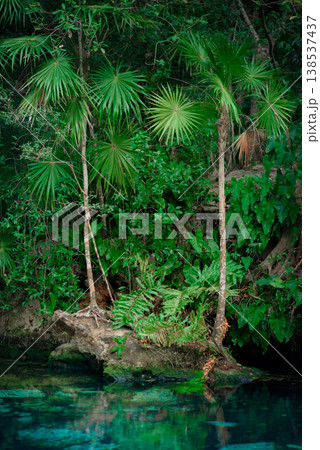 Lush tropical palms and ferns growing at cenote water edge Lush tropical palms and ferns growing at cenote water edge 138537437