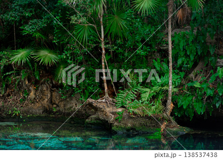 Lush tropical palms and ferns growing at cenote water edge Lush tropical palms and ferns growing at cenote water edge 138537438
