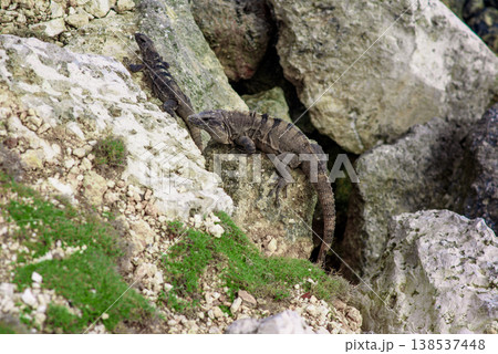 Young iguana perched alertly on gray rocky surface Young iguana perched alertly on gray rocky surface 138537448