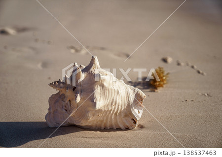 Pink conch shell resting on sandy beach at sunrise Pink conch shell resting on sandy beach at sunrise 138537463