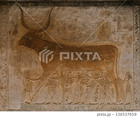 神聖な牛を描く古代エジプトのレリーフ 神聖な牛を描く古代エジプトのレリーフ 138537659