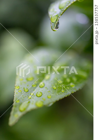 葉の先から滴る雨のしずく_縦 138537757