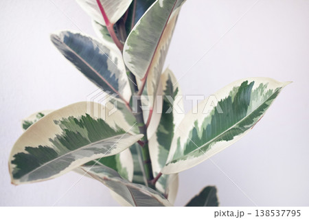Ficus elastica tineke, rubber tree plant with variegated green and creamy-white leaves. Ficus elastica tineke, rubber tree plant with variegated green and creamy-white leaves. 138537795