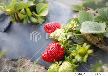 Growing strawberries mulch film in the field. Farm products, agriculture Growing strawberries mulch film in the field. Farm products, agriculture 138537796