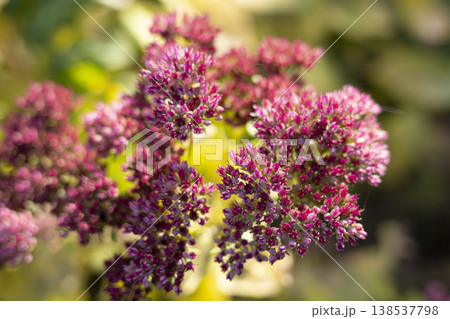 Close up of pink sedum spectabile flowers in bloom 138537798
