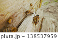 Two honey bees on the wooden surface of a beehive, close up macro shot 138537959