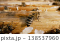 Bees inside the beehive. Honeycomb close up. Bee colony in hive macro. Bee eating honey from a honeycomb. Close up of honey bee on honeycomb frame outdoors in an apiary. Bee farm with honey. Bee close 138537960