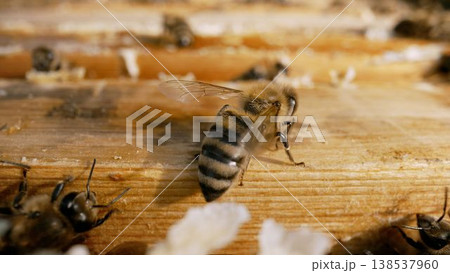 Bees inside the beehive. Honeycomb close up. Bee colony in hive macro. Bee eating honey from a honeycomb. Close up of honey bee on honeycomb frame outdoors in an apiary. Bee farm with honey. Bee close 138537960