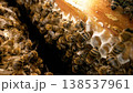 Bees crawling over the cells and waving their fragile wings. Macro shot of bee colony working on the frame. Shooting inside the honeycomb. 138537961