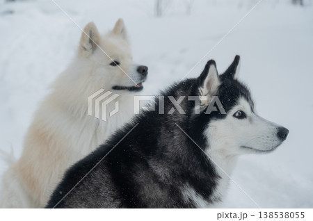 Two fluffy sled dogs in snowy winter landscape.  138538055