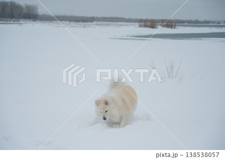 A Samoyed dog runs through the snow. A Samoyed dog runs through the snow. 138538057