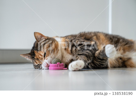 Pleased Calico cat enjoy playing with catnip ball toy lying on kitchen floor biting sniffing new toy Pleased Calico cat enjoy playing with catnip ball toy lying on kitchen floor biting sniffing new toy 138538190